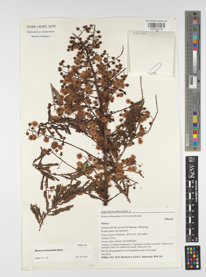 Mimosa myriocephala photo 2