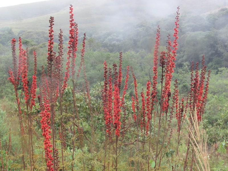 Mimosa myriophylla