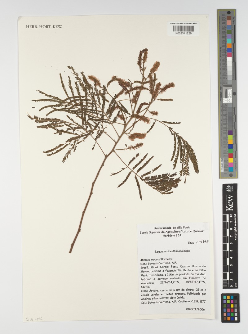 Mimosa myuros