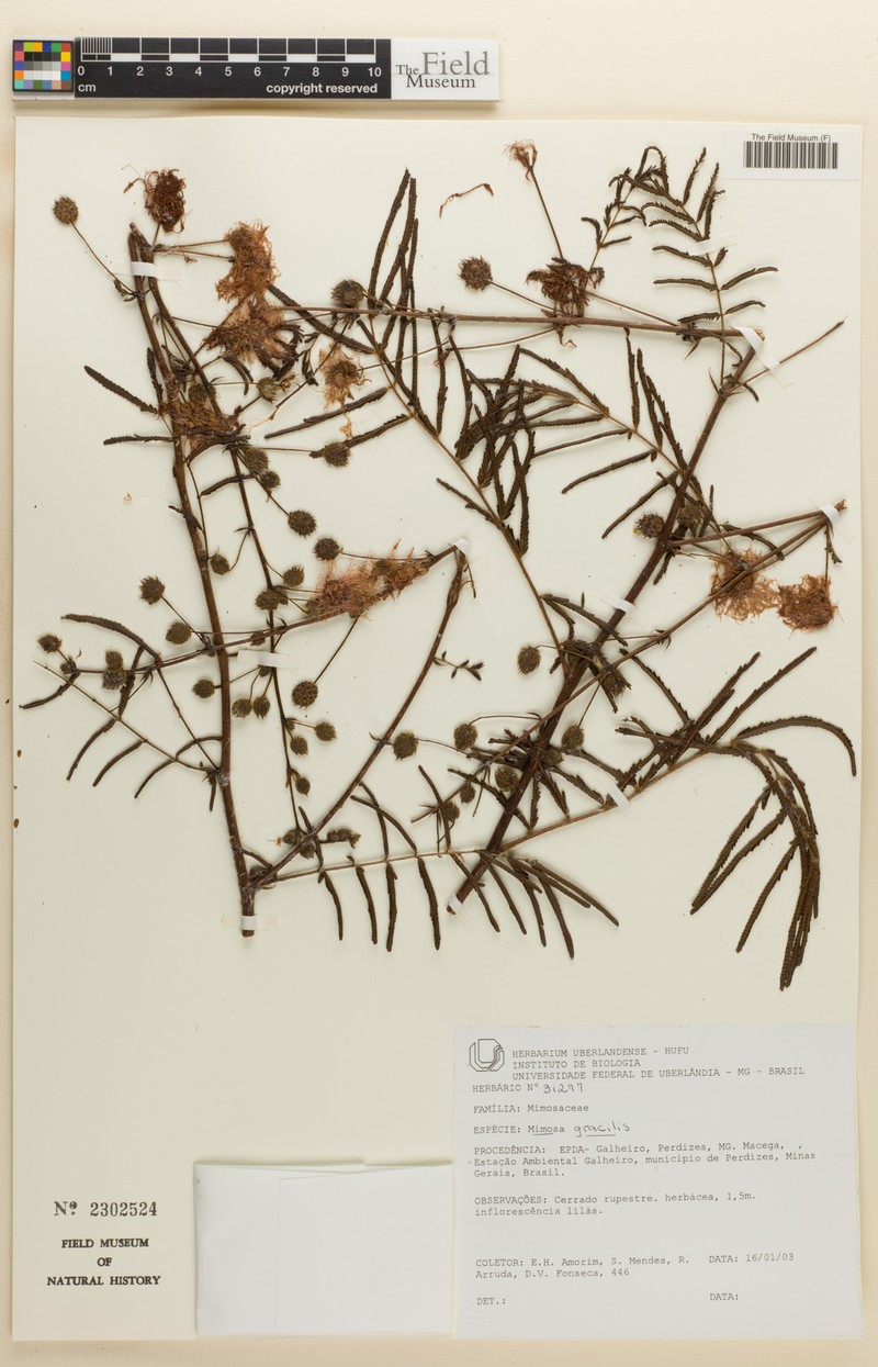 Mimosa neonitens photo 3