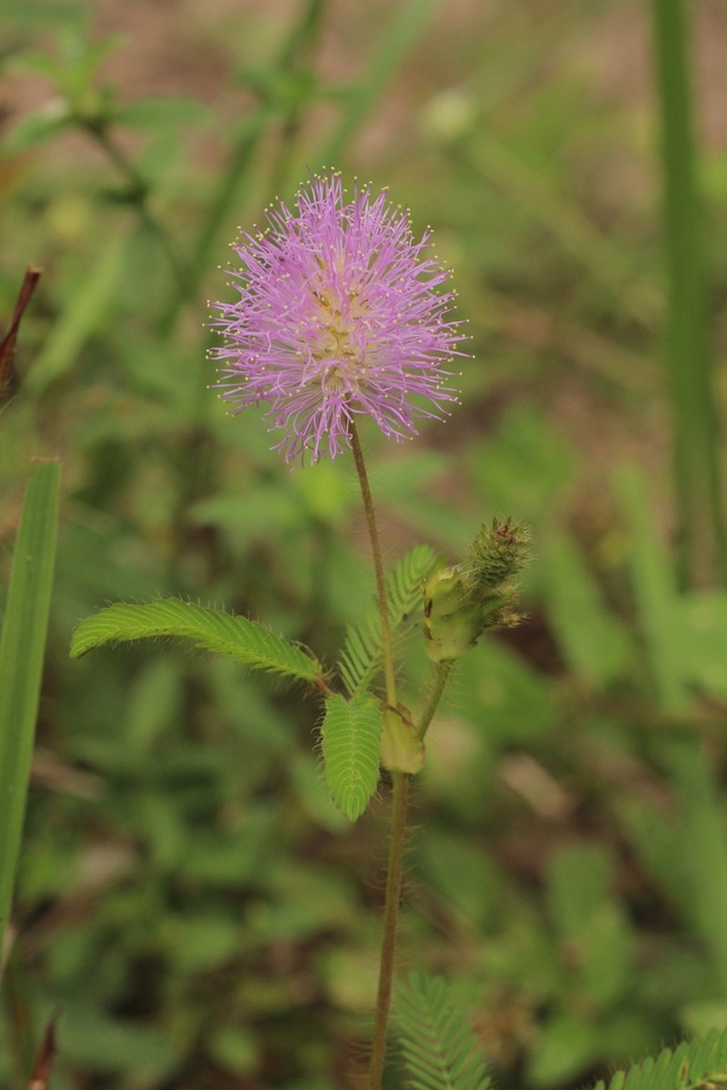 Mimosa neptunioides