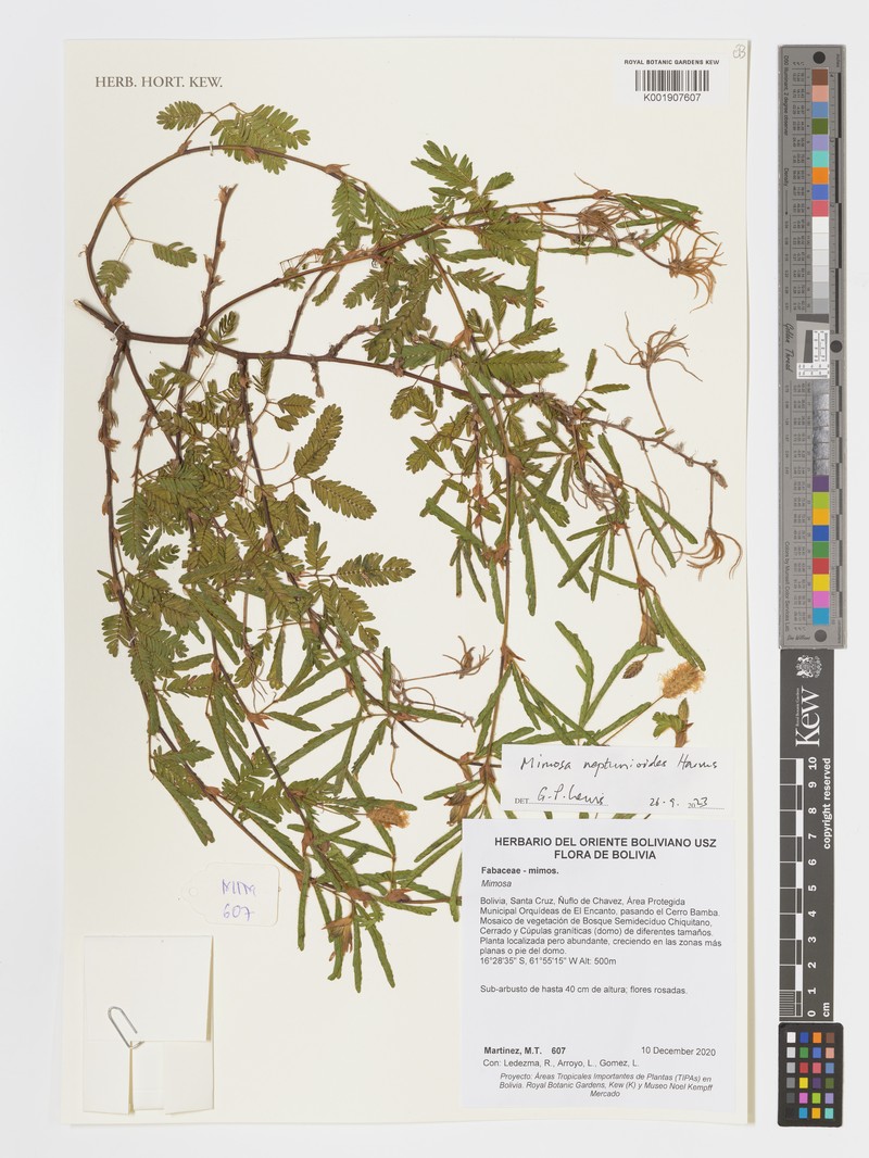 Mimosa neptunioides photo 2