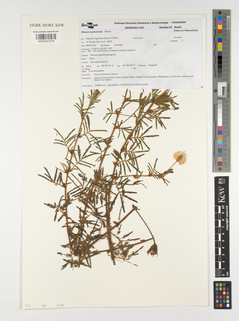 Mimosa neptunioides photo 3