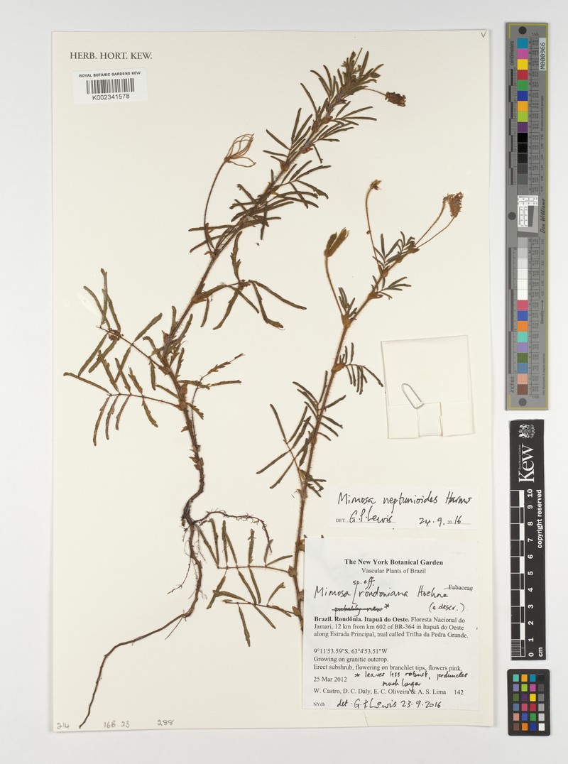 Mimosa neptunioides photo 4