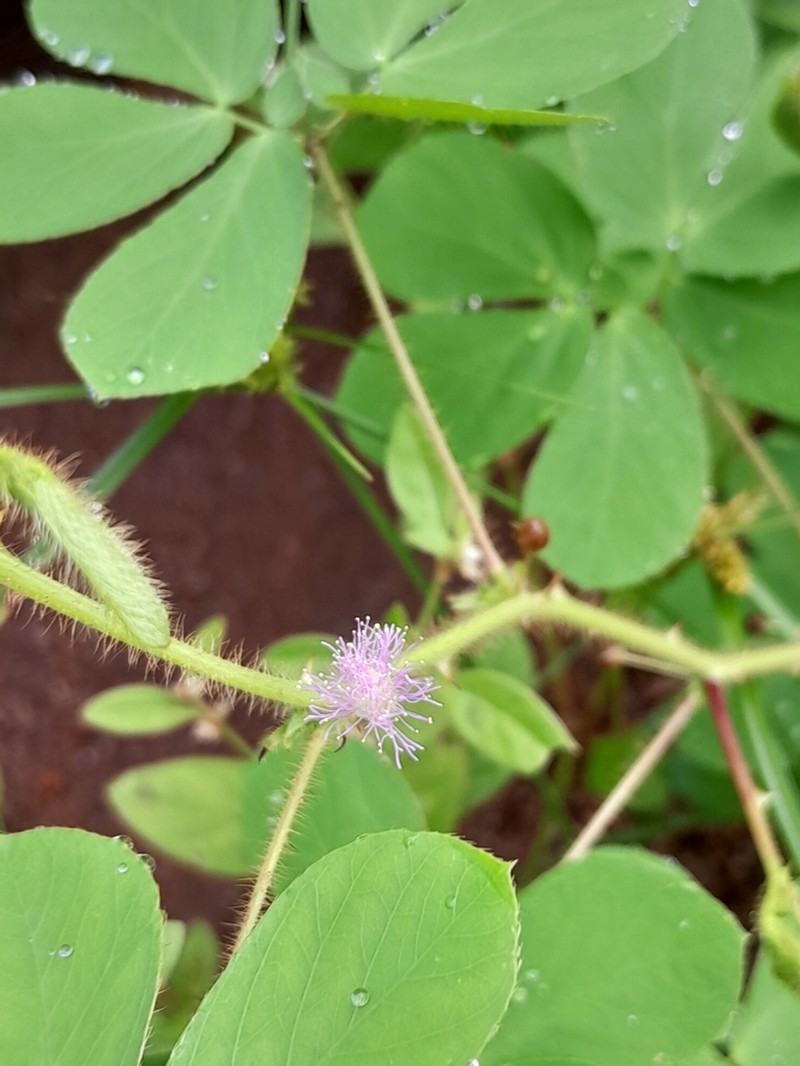 Mimosa niomarlei