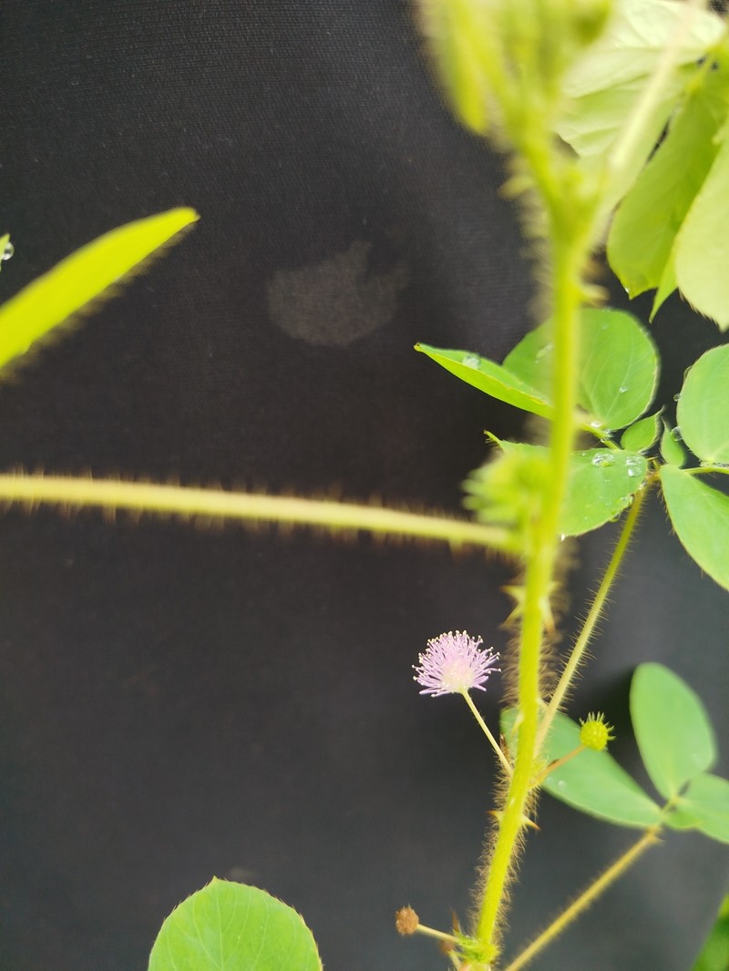 Mimosa niomarlei photo 3