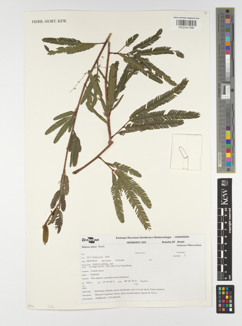 Mimosa nitens
