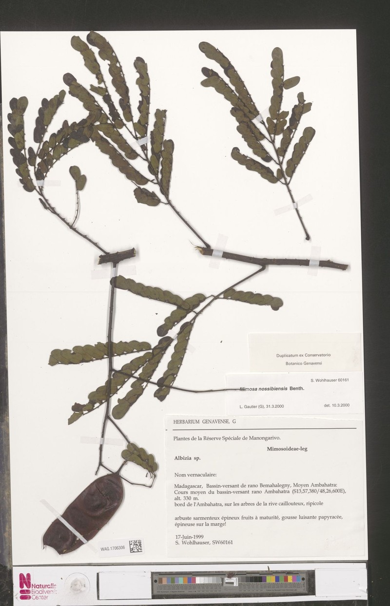 Mimosa nossibiensis
