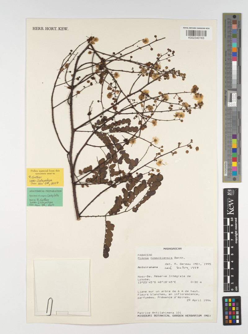 Mimosa nossibiensis var. pubescens