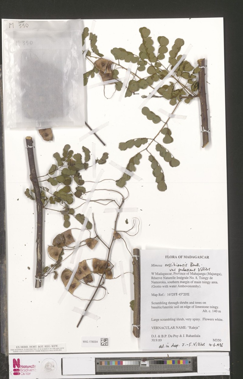 Mimosa nossibiensis var. pubescens photo 2