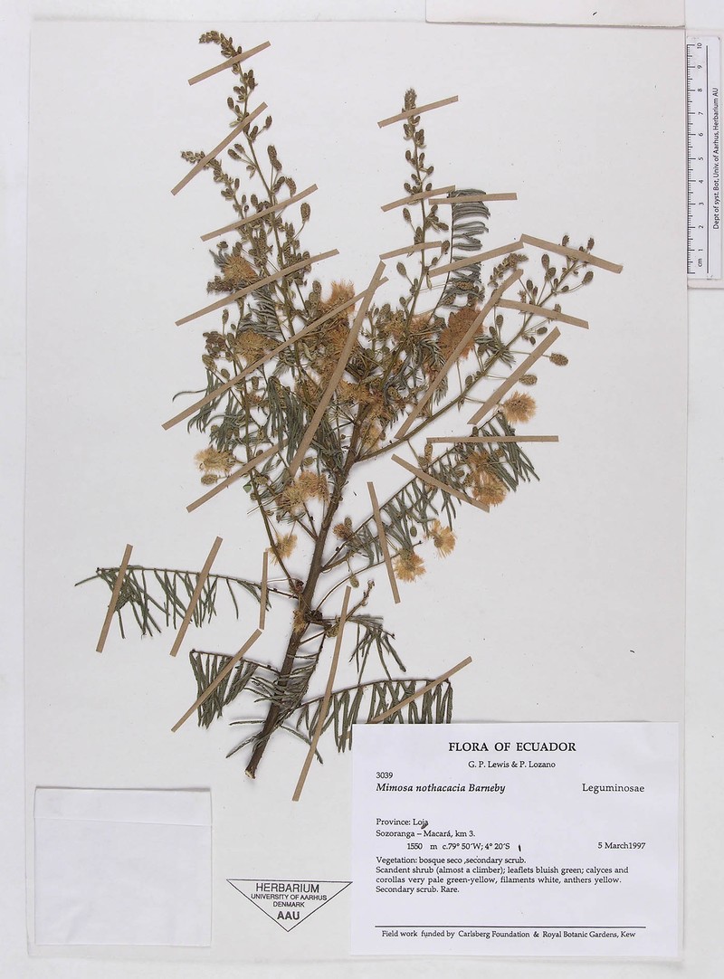 Mimosa nothacacia