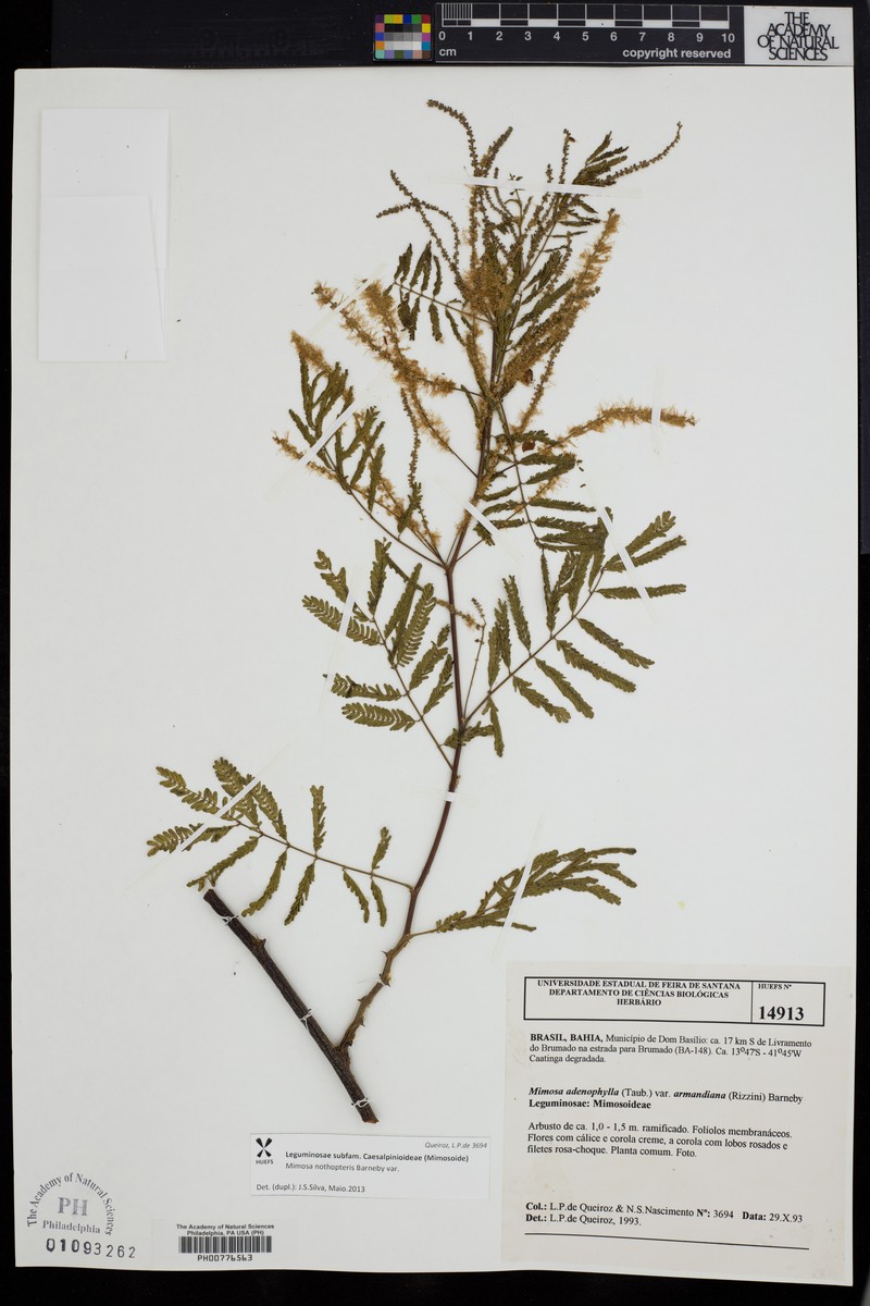 Mimosa nothopteris