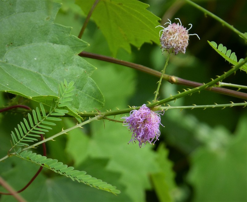 Nuttall's Sensitive-Briar photo 2