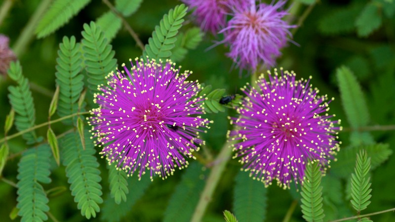 Nuttall's Sensitive-Briar