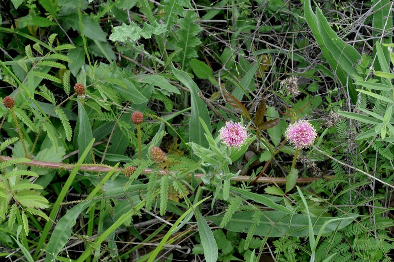 Nuttall's Sensitive-Briar photo 4