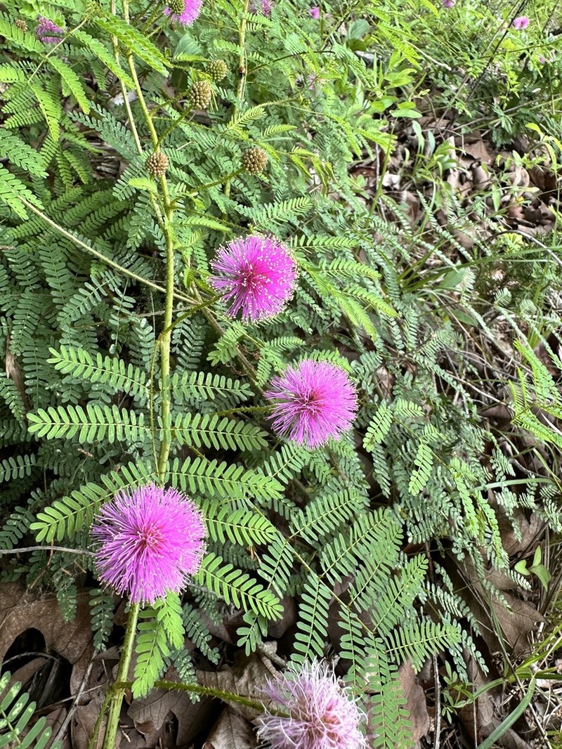 Nuttall's Sensitive-Briar photo 4