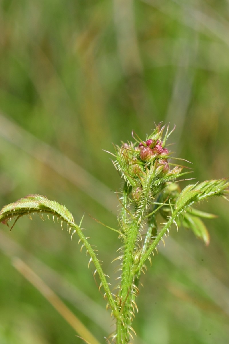 Nuttall's Sensitive-Briar photo 6