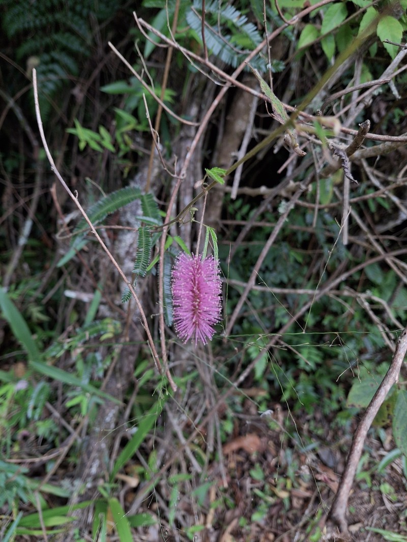 Mimosa oblonga photo 2