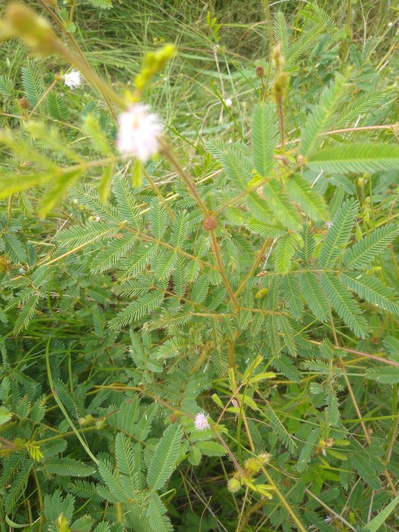 Mimosa occidentalis