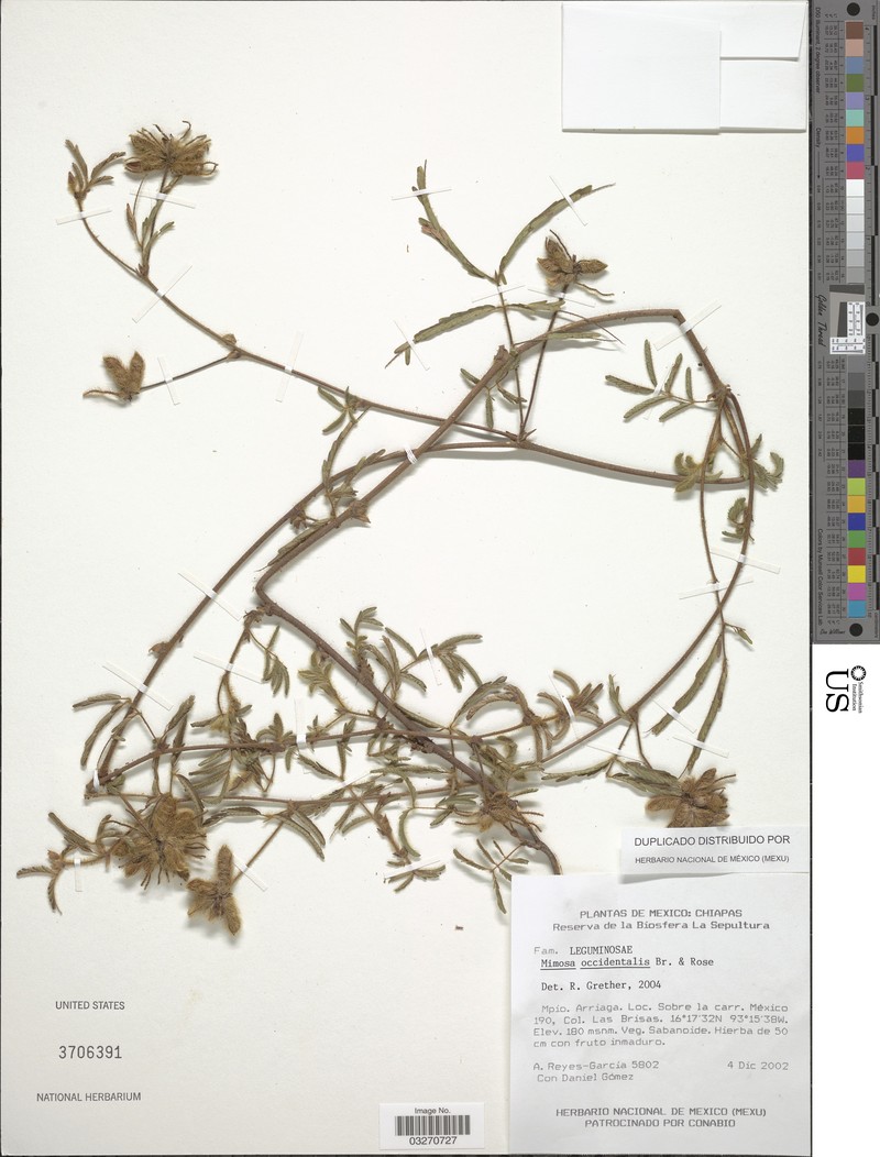 Mimosa occidentalis photo 2
