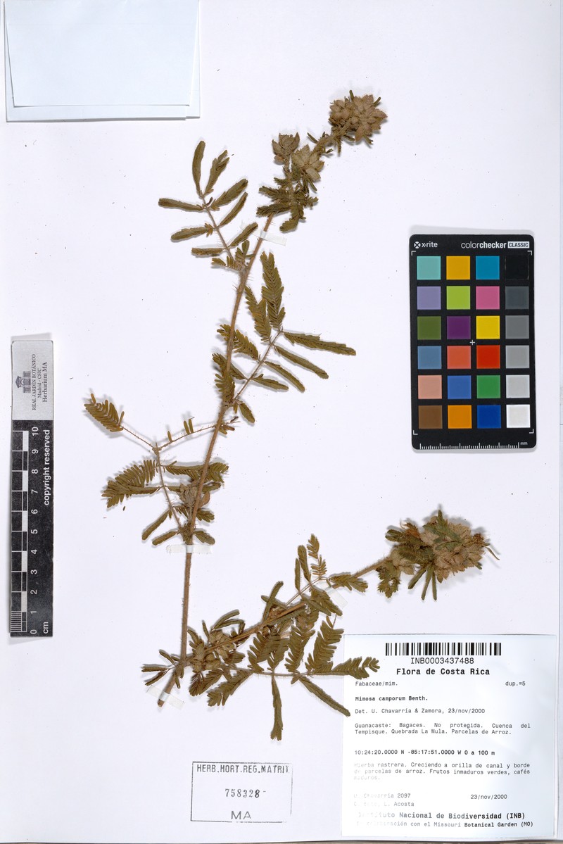 Mimosa occidentalis photo 3