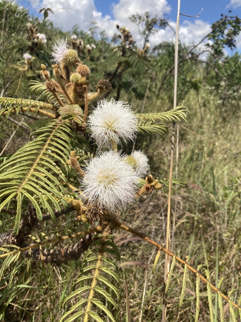 Mimosa oedoclada