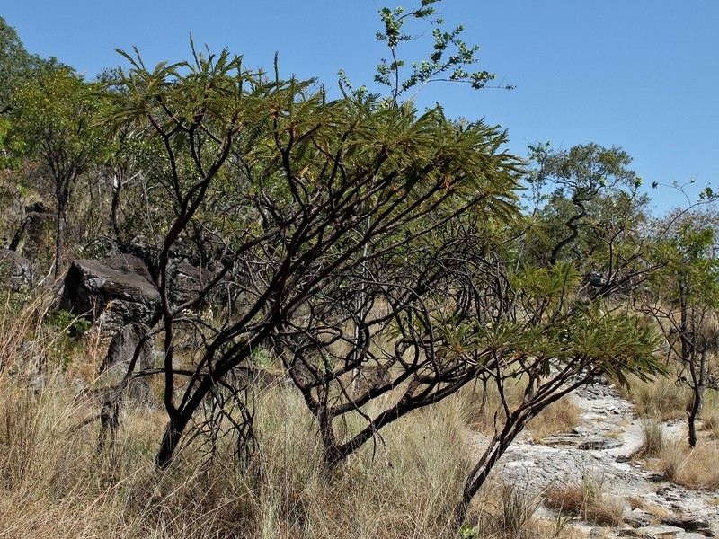 Mimosa oedoclada photo 2