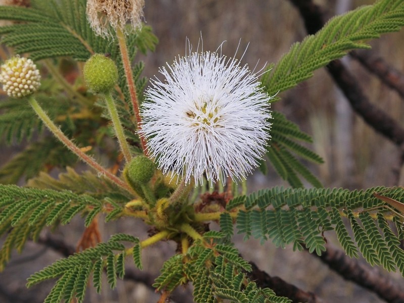 Mimosa oedoclada photo 3
