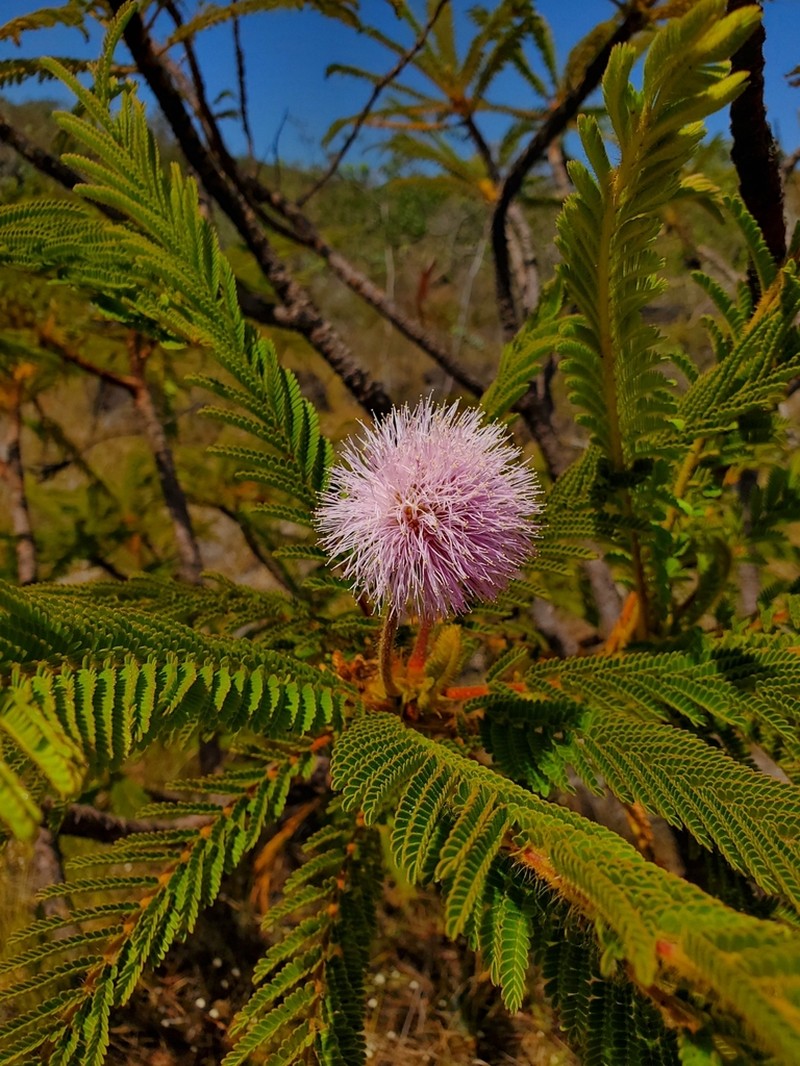 Mimosa oedoclada photo 4