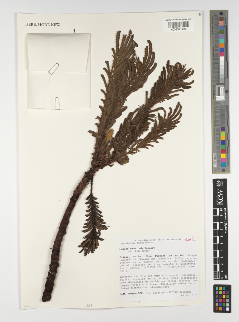 Mimosa oedoclada photo 5