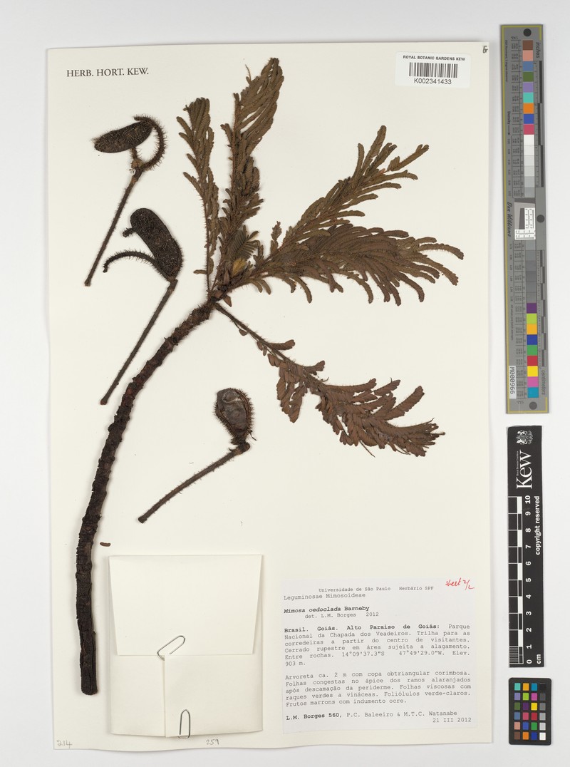 Mimosa oedoclada photo 6