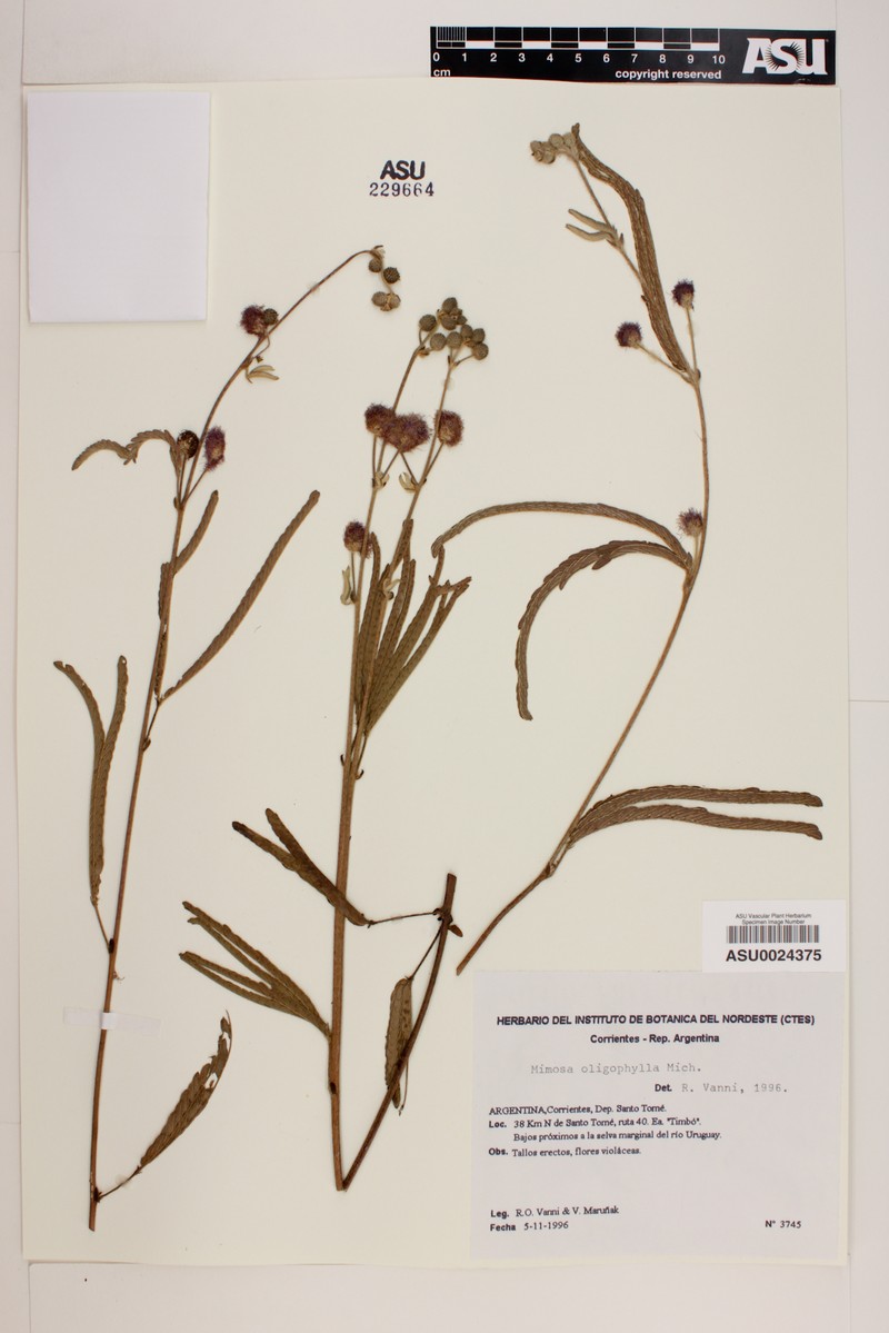 Mimosa oligophylla