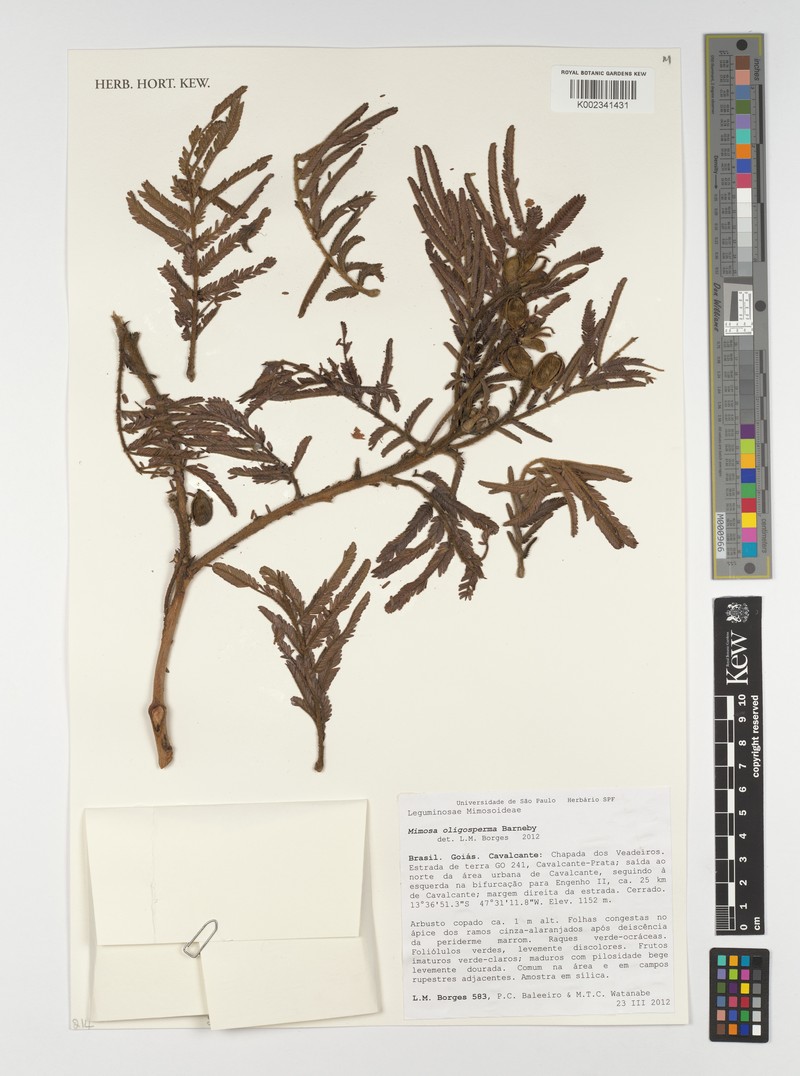 Mimosa oligosperma