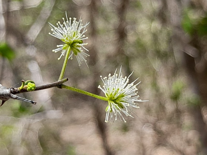 Mimosa onilahensis