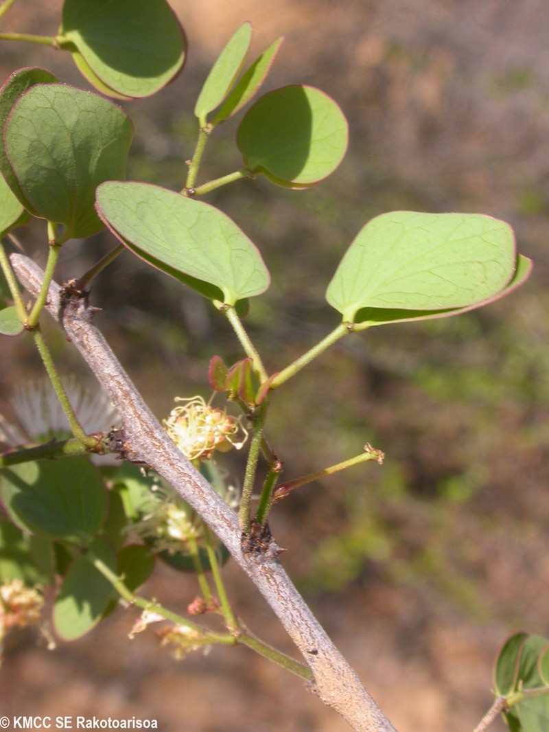 Mimosa onilahensis photo 3