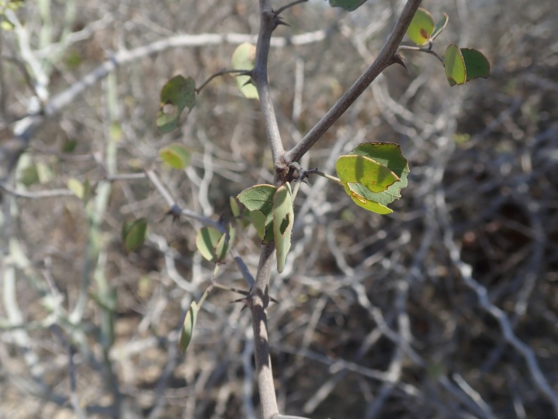 Mimosa onilahensis photo 5
