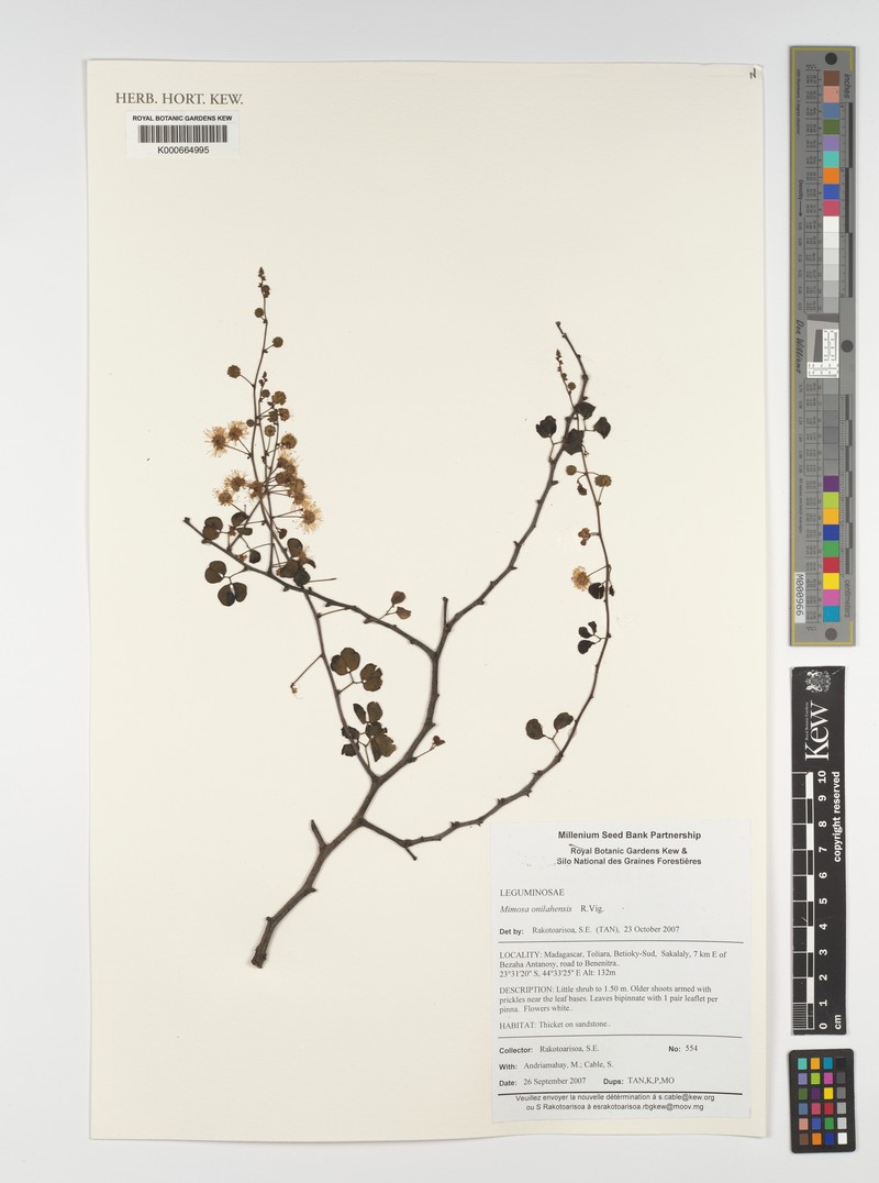 Mimosa onilahensis photo 6