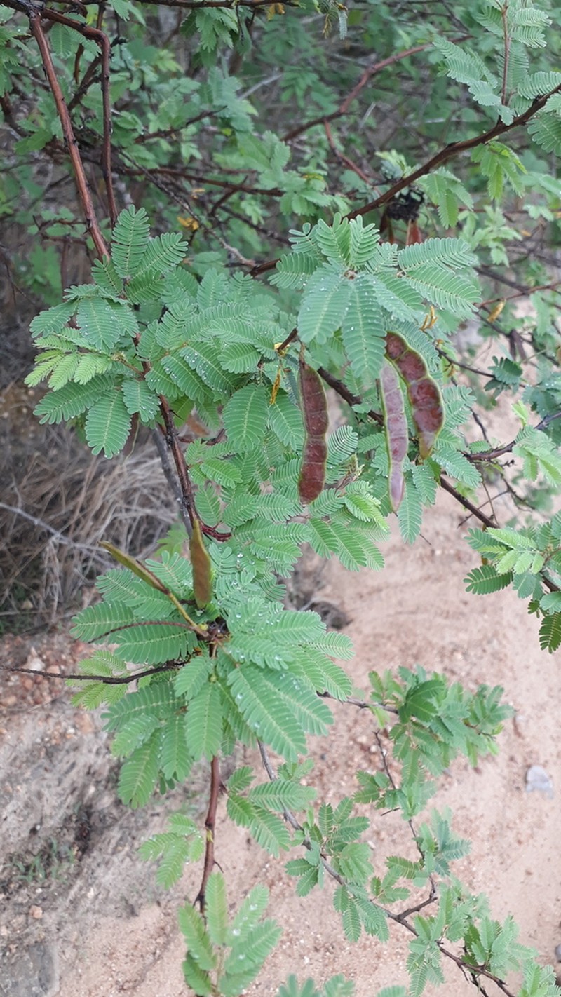Mimosa ophthalmocentra