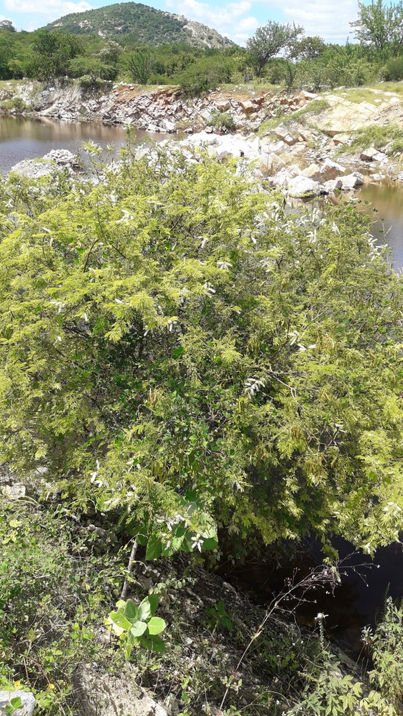Mimosa ophthalmocentra photo 2