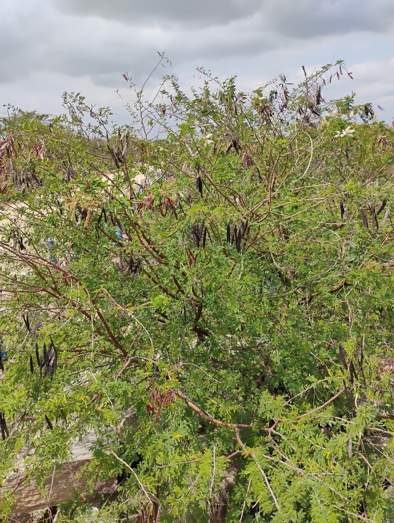 Mimosa ophthalmocentra photo 3