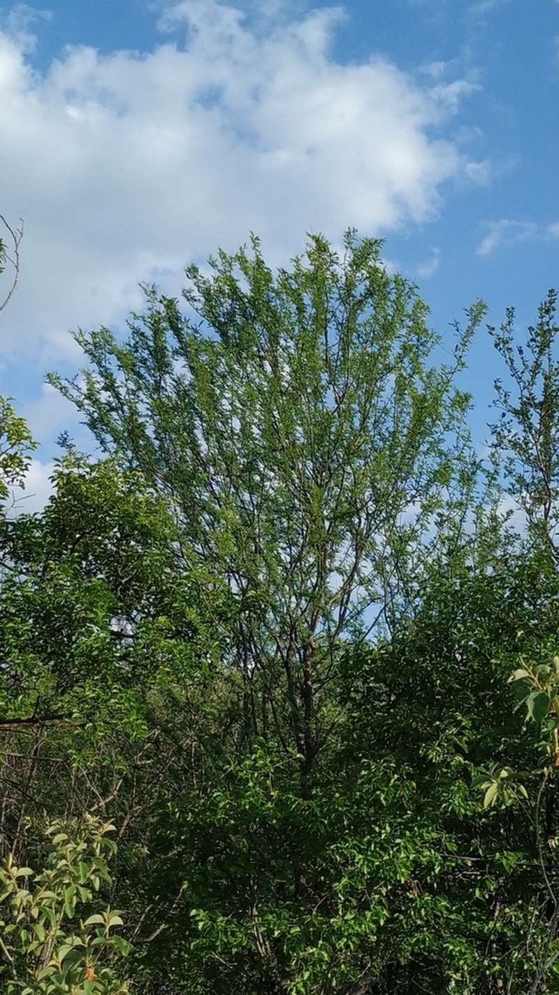 Mimosa ophthalmocentra photo 4