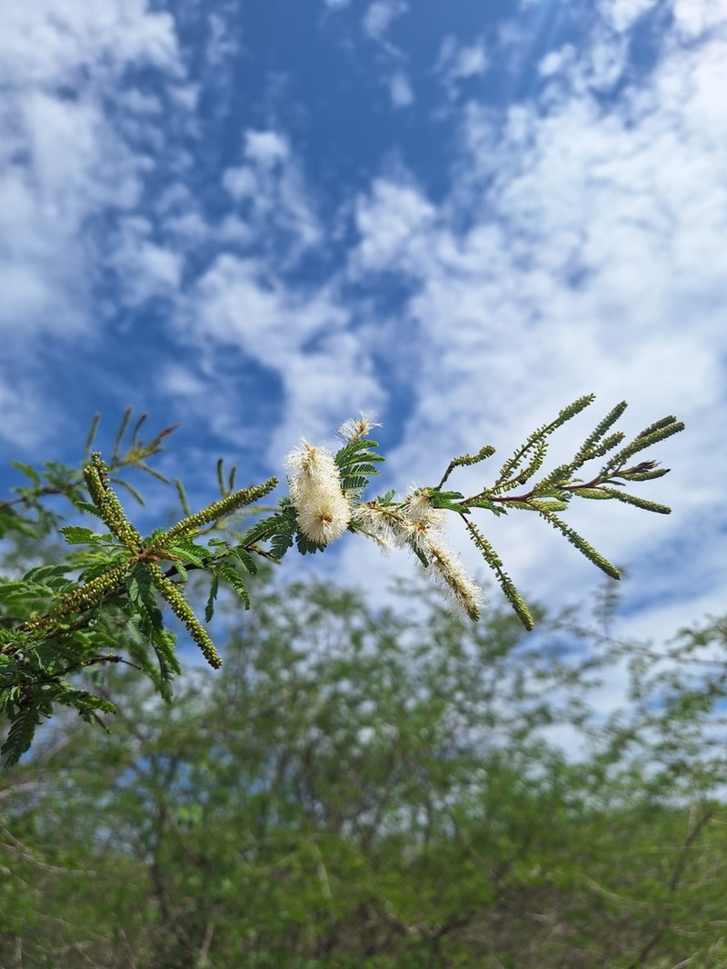 Mimosa ophthalmocentra photo 5