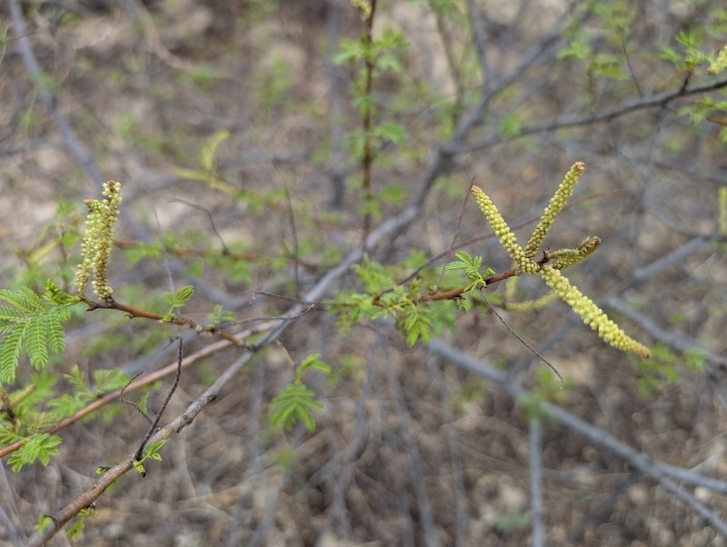 Mimosa ophthalmocentra photo 6