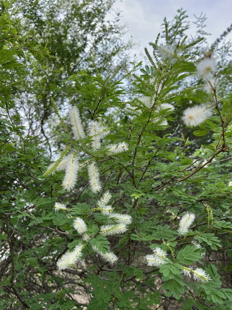 Mimosa ophthalmocentra photo 7