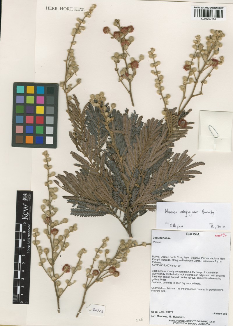Mimosa orbignyana