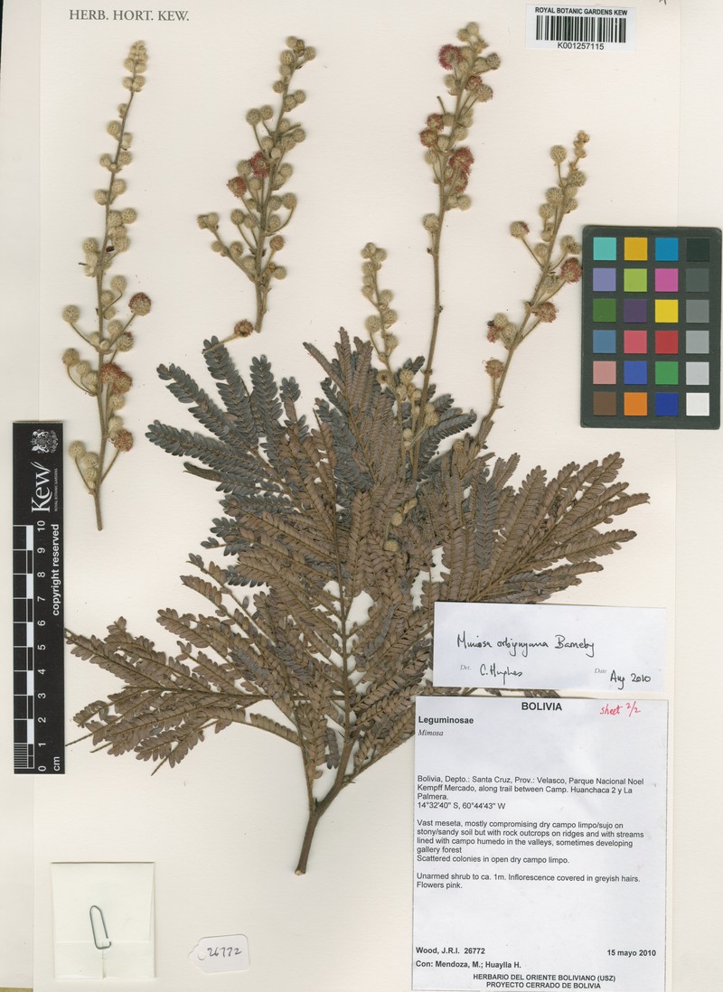 Mimosa orbignyana photo 2