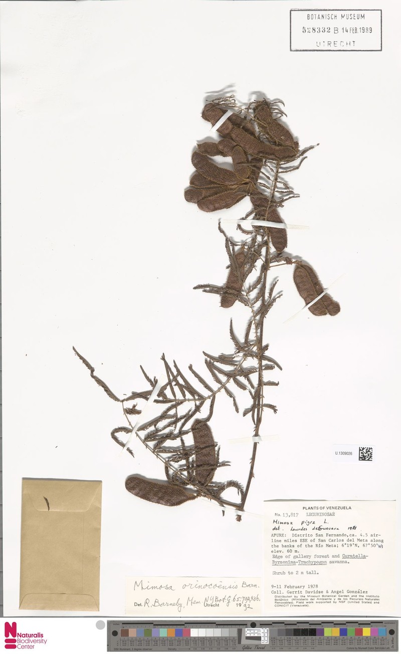 Mimosa orinocoensis