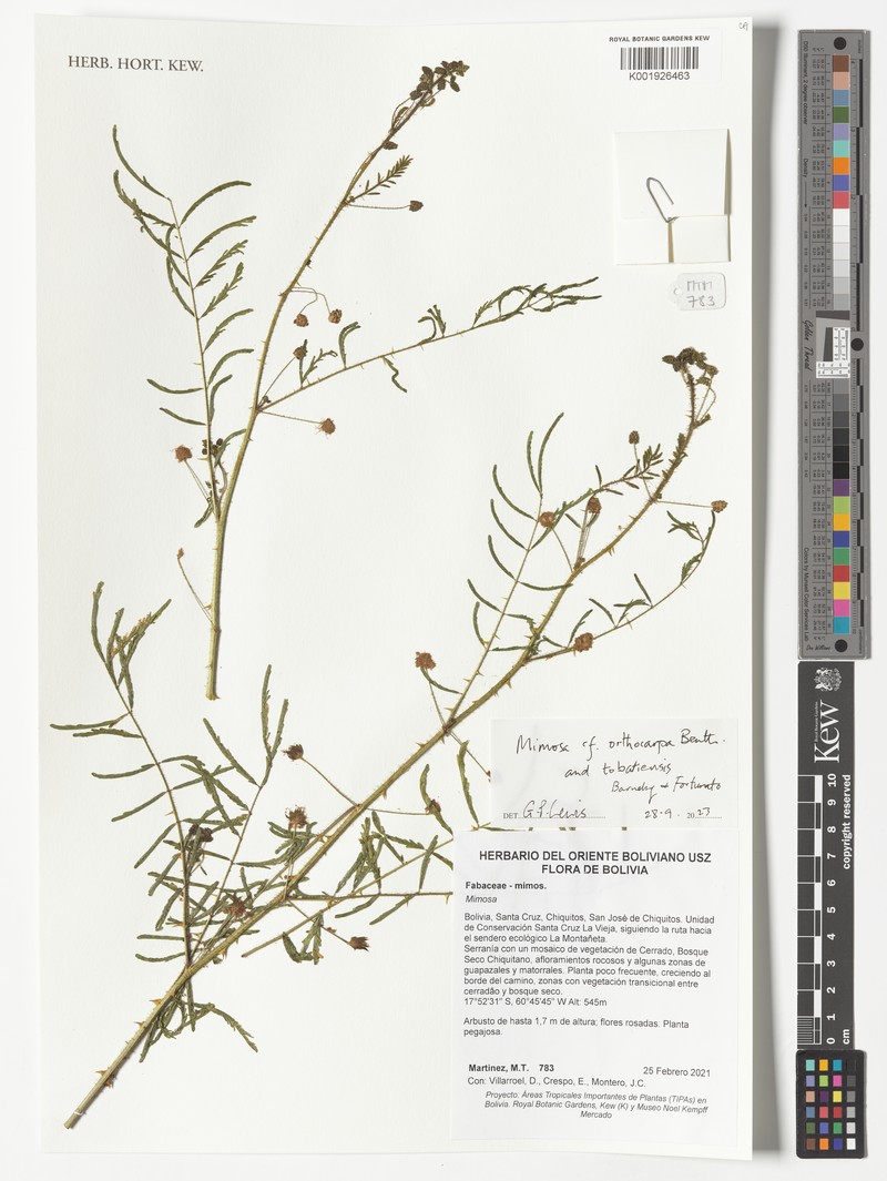 Mimosa orthacantha