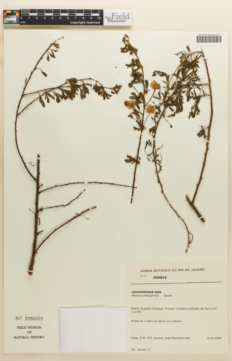 Mimosa orthacantha photo 2