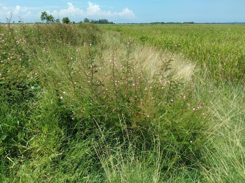 Mimosa orthocarpa
